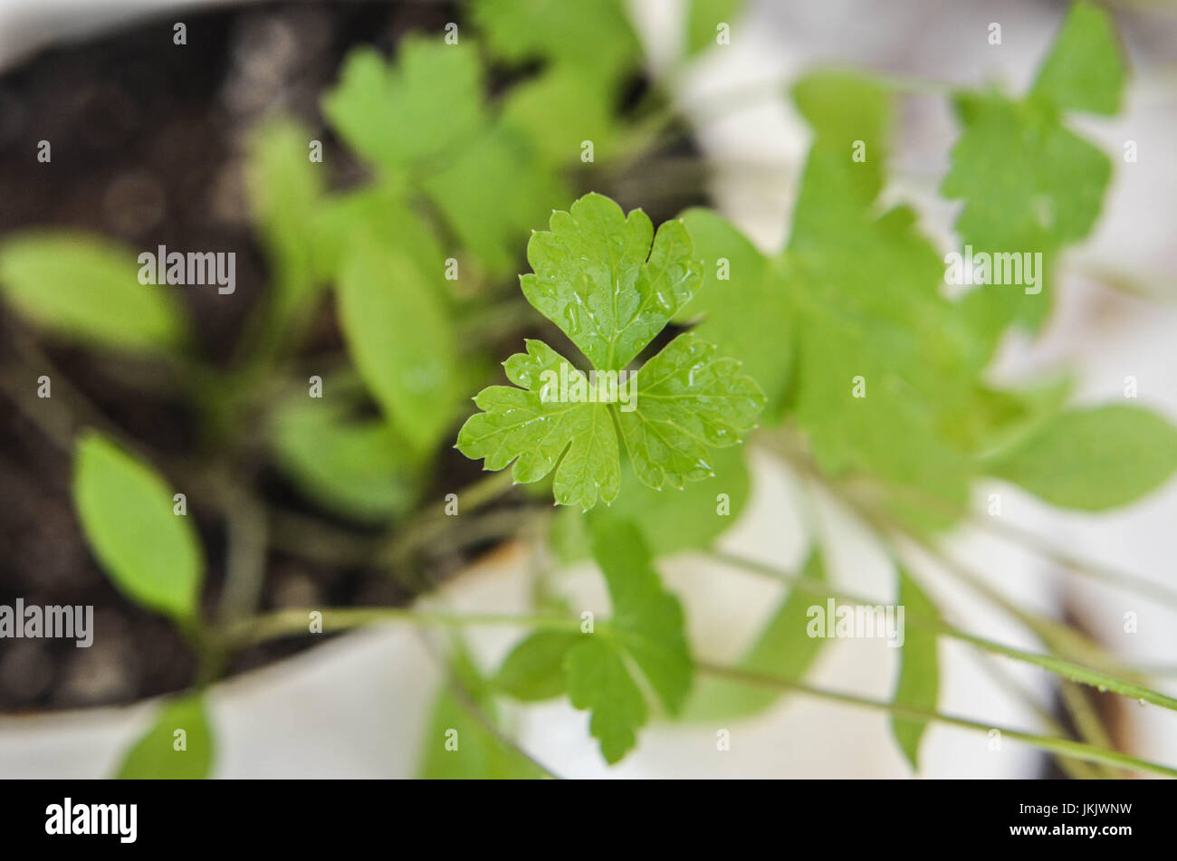 fresh green parsley growing in the vegetable garden photo Stock Photo ...