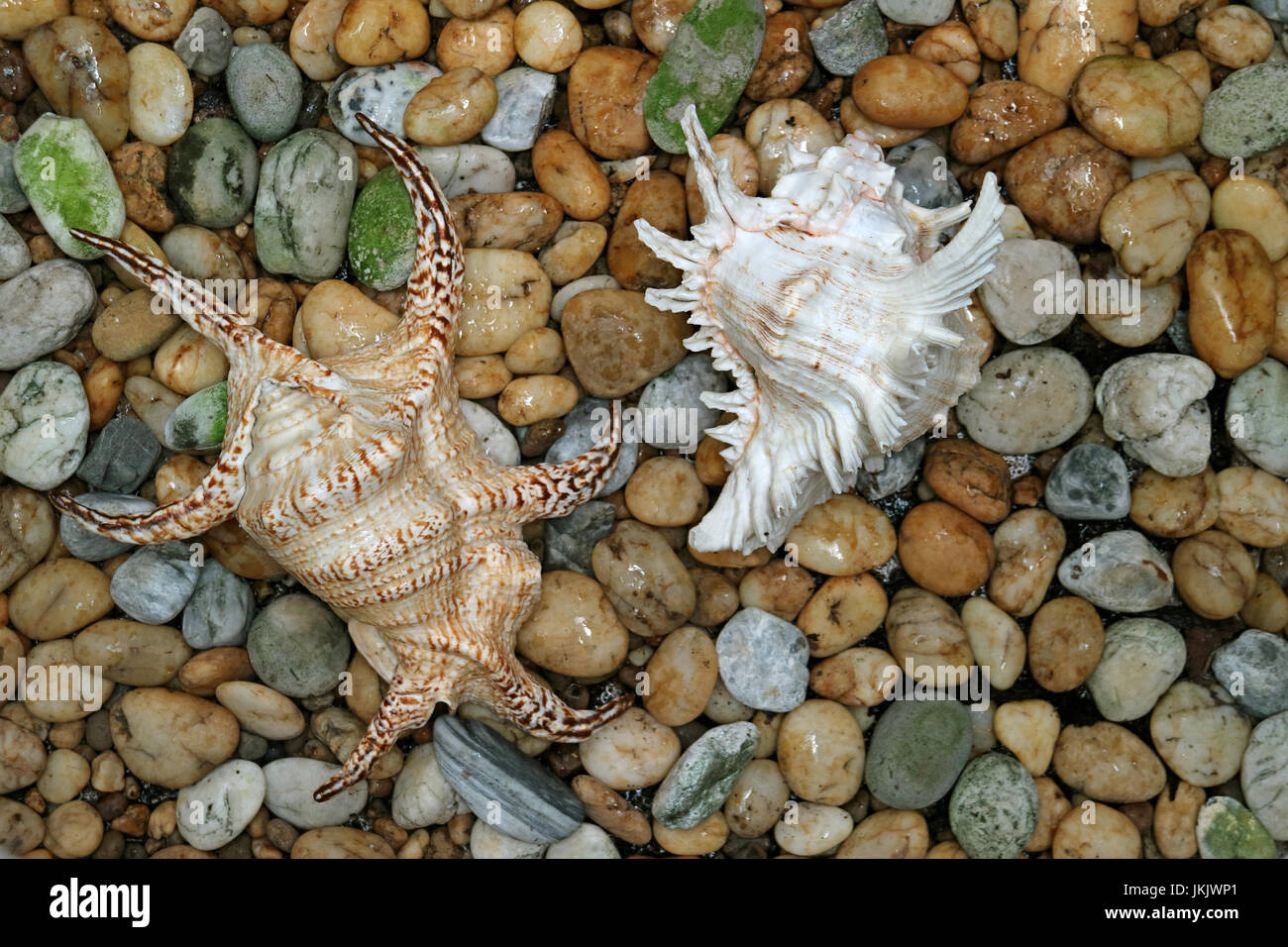 Two natural gorgeous seashells on the pebble stone ground Stock Photo