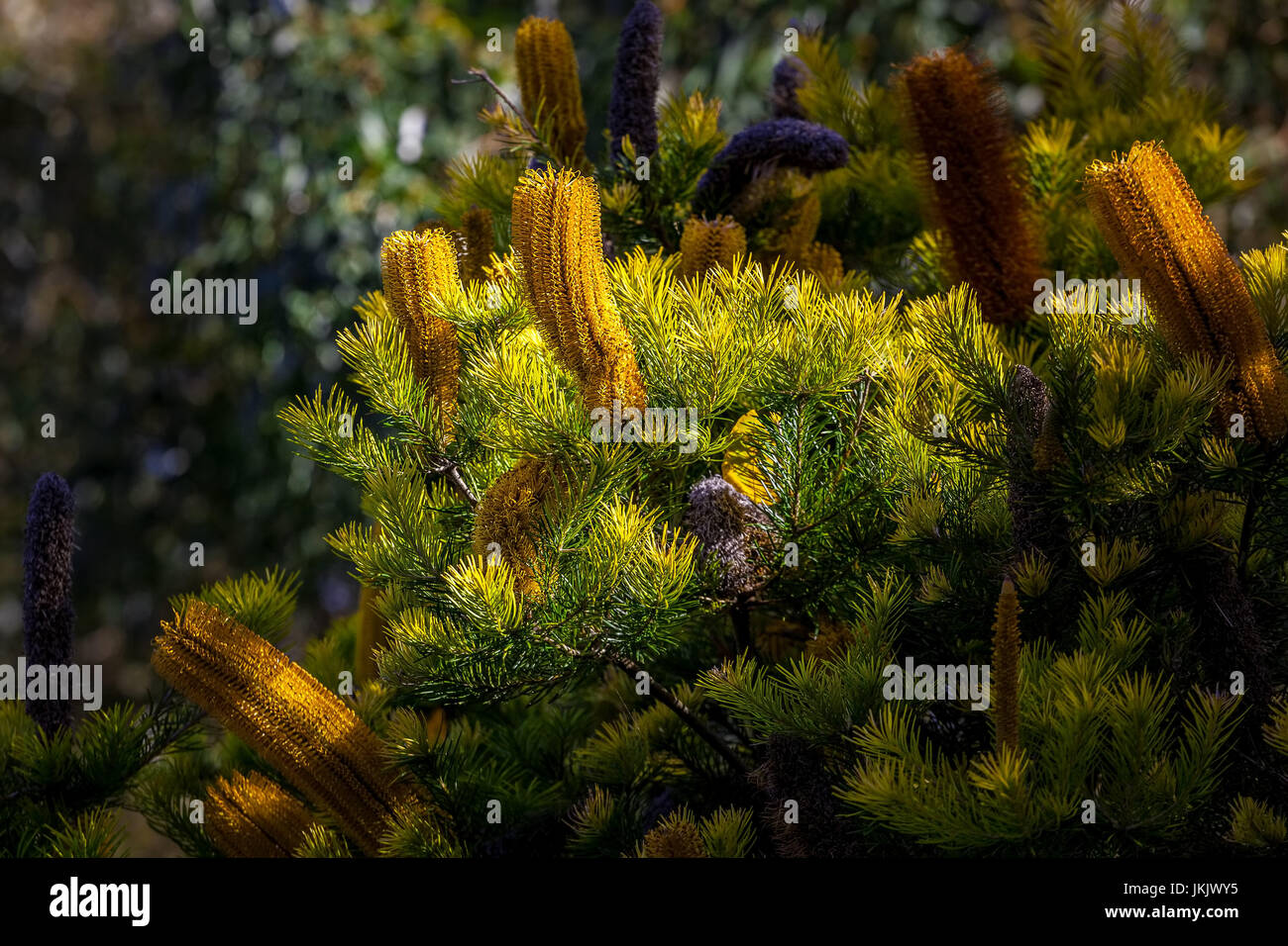 Banksia - beautiful Australian wildflowers on blurred background Stock Photo