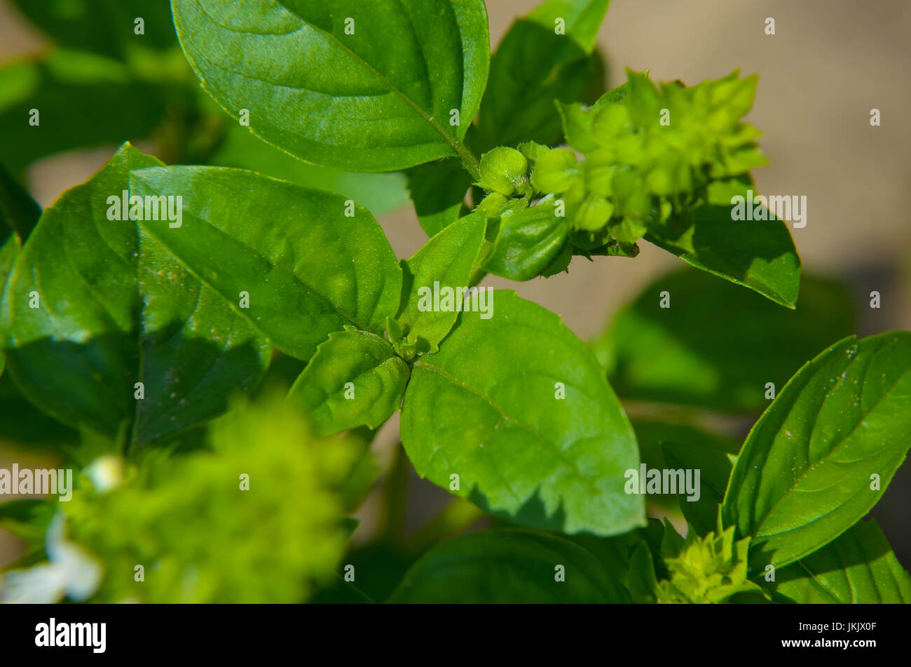 Basil plants at an organic farm, Fresh Sweet Basil plant growth in the
