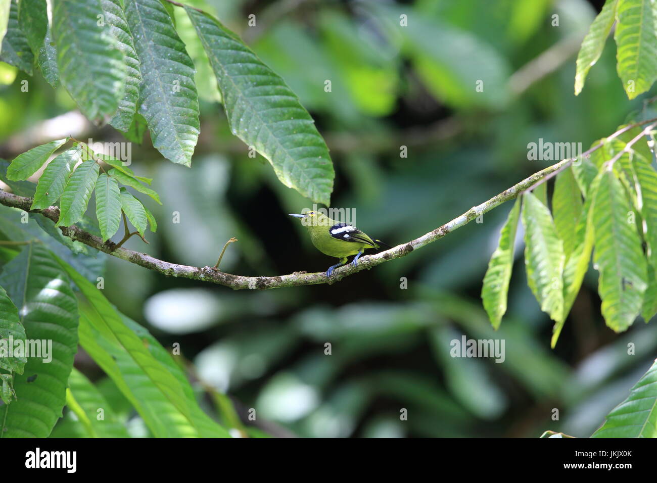Green iora (Aegithina viridissima) male in  Danum Valley, Sabah, Borneo, Malaysia Stock Photo