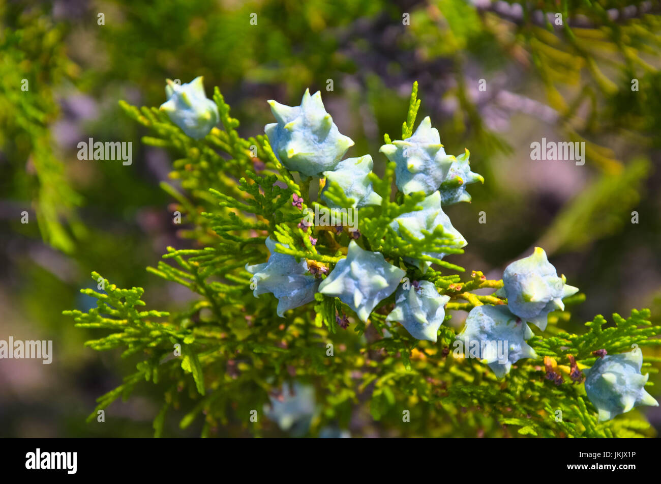 young green Thuja branches with fruits close-up Stock Photo