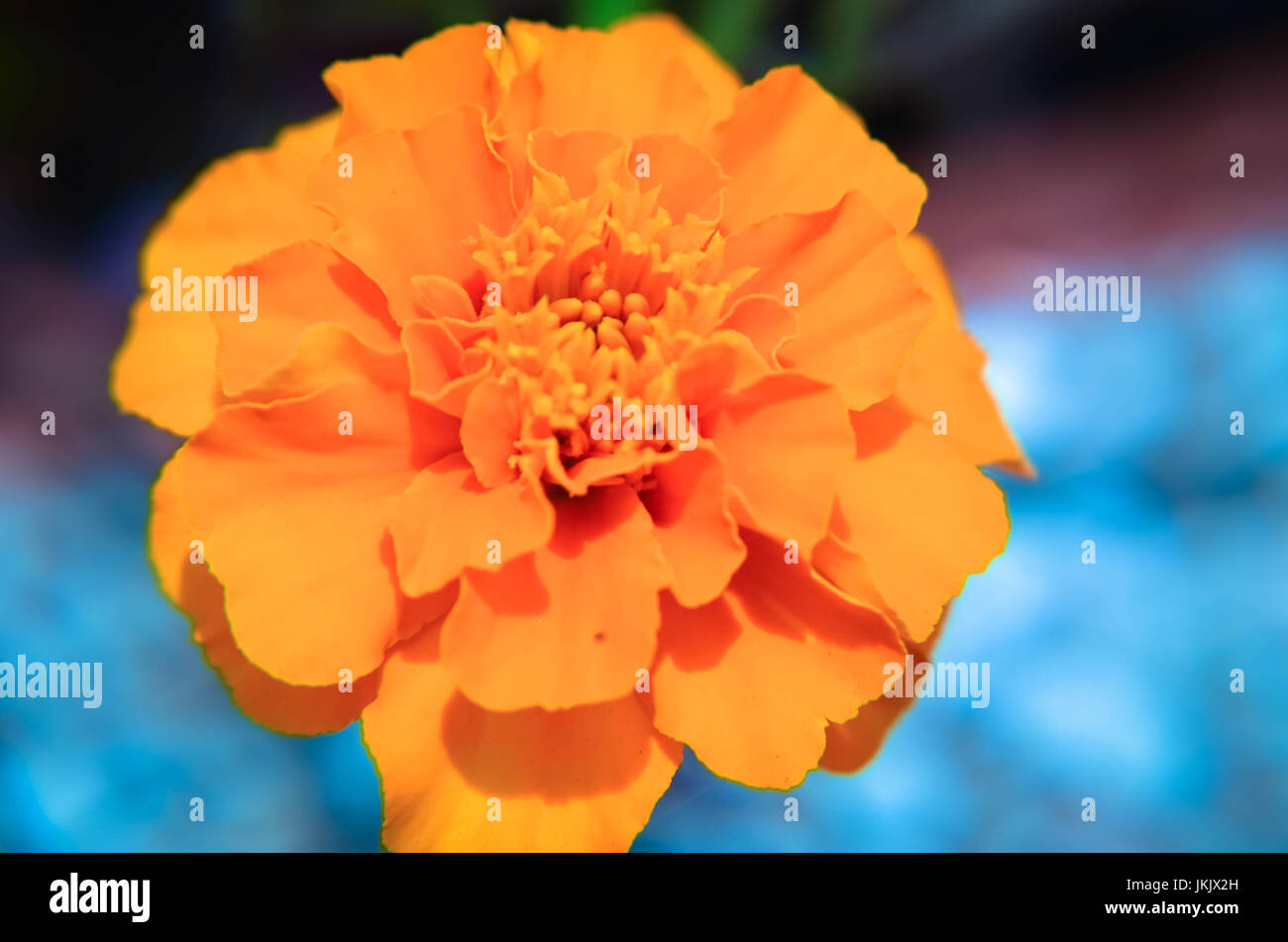 marigold orange flowers closeup photo, natural background Stock Photo