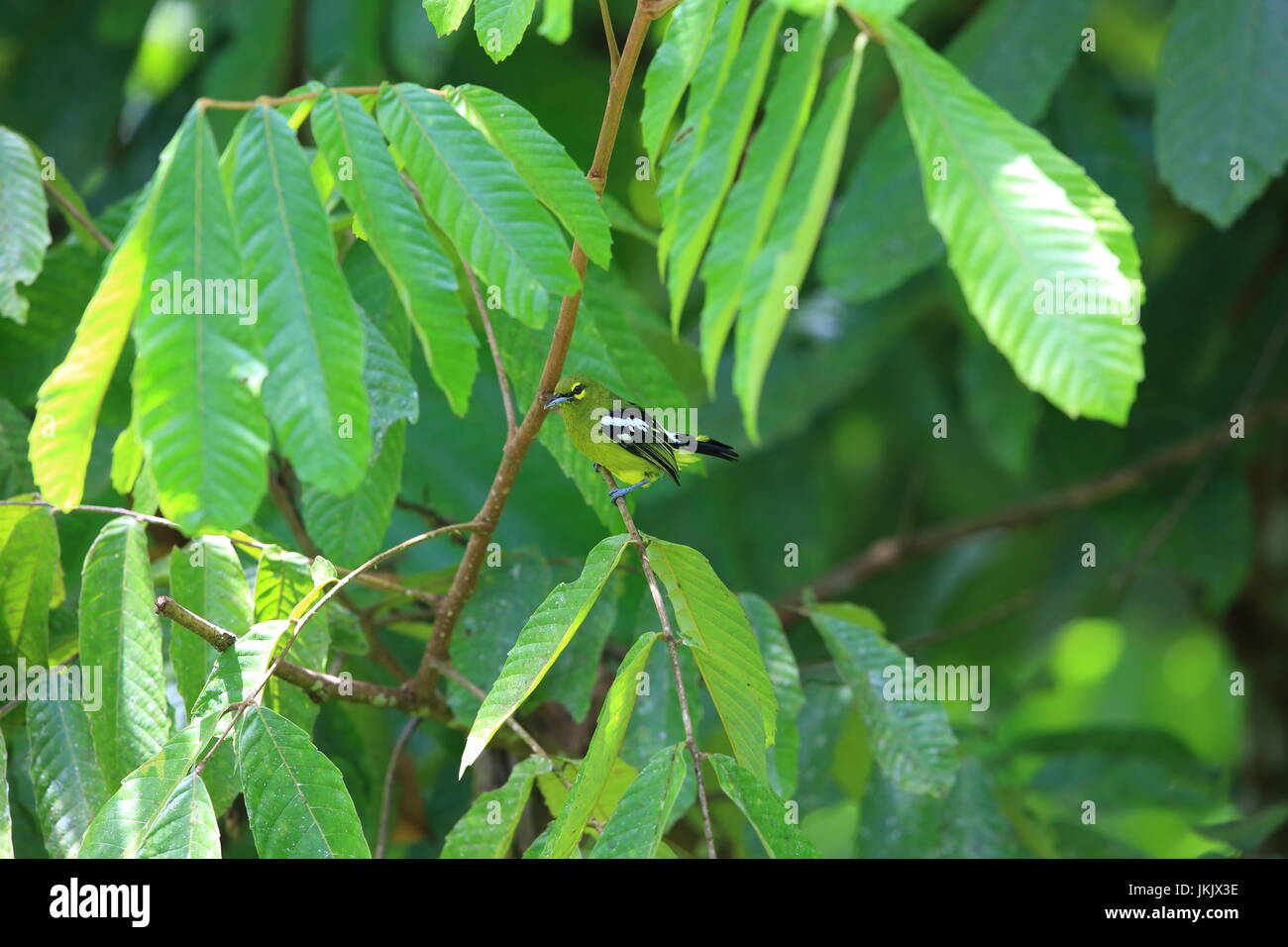 Green iora (Aegithina viridissima) male in  Danum Valley, Sabah, Borneo, Malaysia Stock Photo