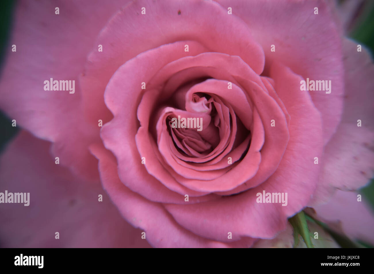 close-up of fresh pink rose flower natural background Stock Photo - Alamy