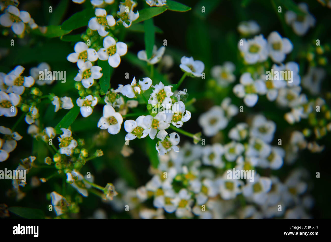 Nature background with little white flowers and sun beams Stock Photo