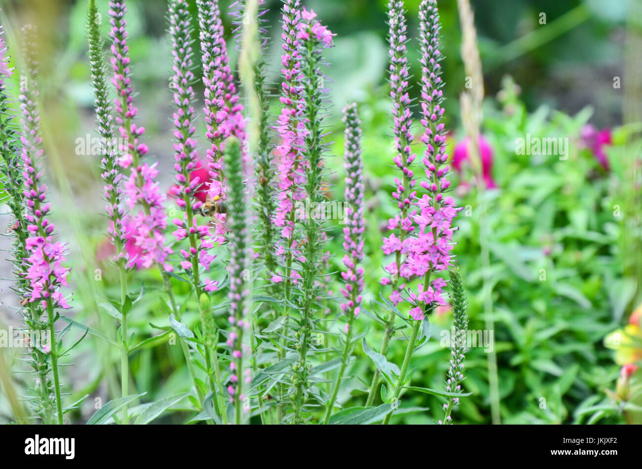 Common heather calluna vulgaris . Small honey forest plant and ornamental garden plant. Stock Photo