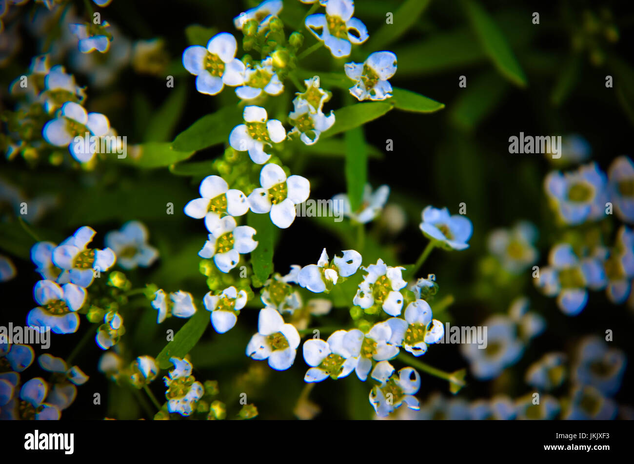 Nature background with little white flowers and sun beams Stock Photo