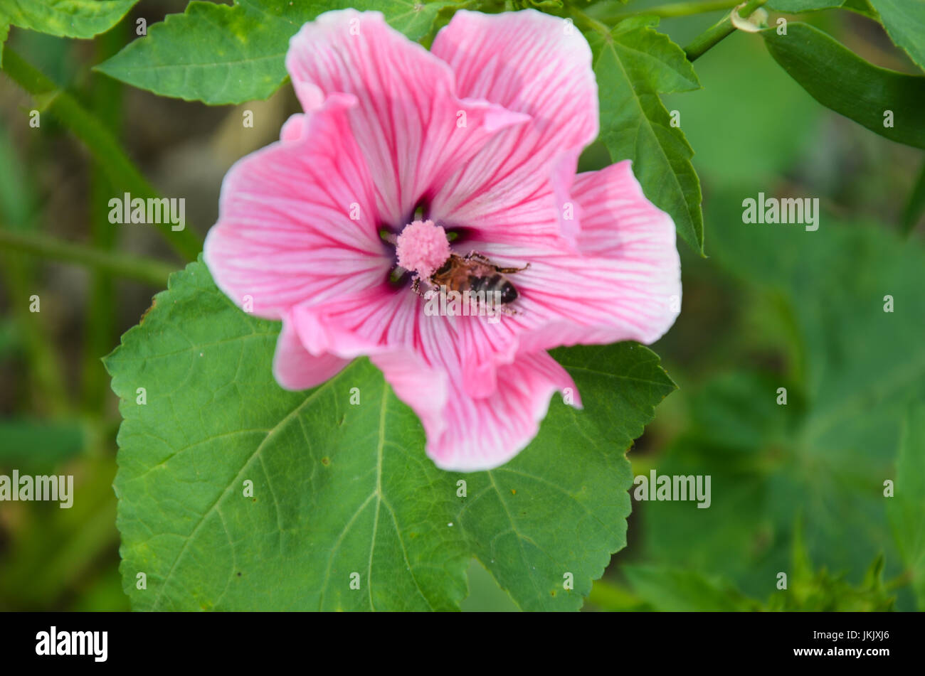 big beautiful pink flower Lavatera closeup on the blurry background. Stock Photo