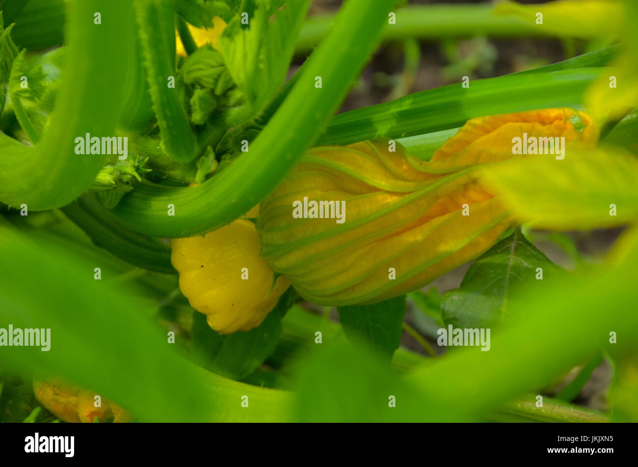 Squash blossom. Star shape. Edible yelloworange flowers Stock Photo Alamy