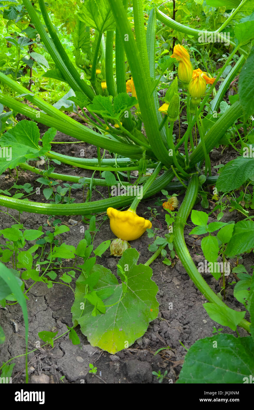 Pattypan Squash Scallop Squash Nutrition Facts And Health Benefits