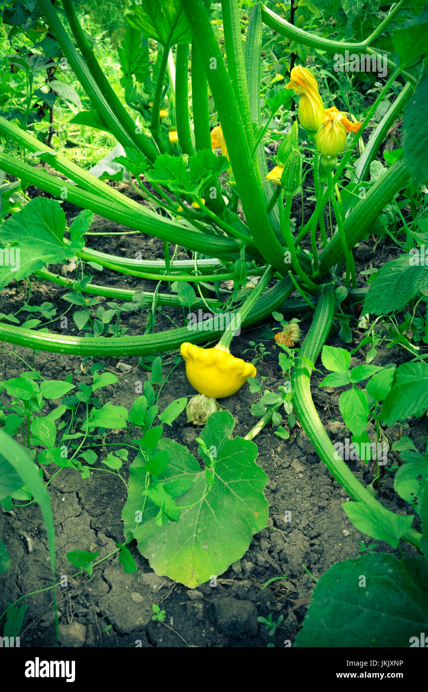 Baby Summer Squash. Patisson plant growing in garden Stock Photo - Alamy