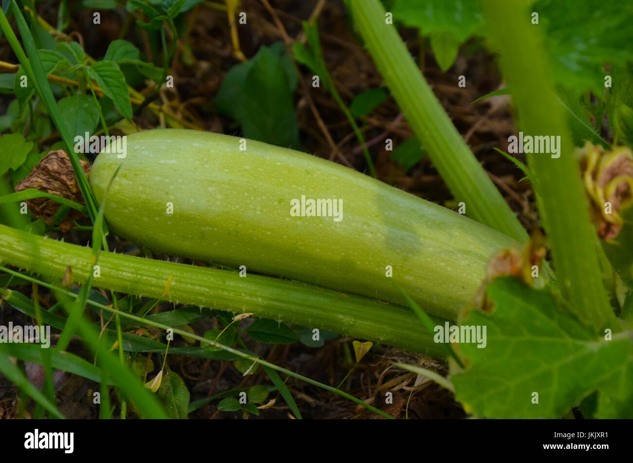 Green squash ripening on vine Stock Photo