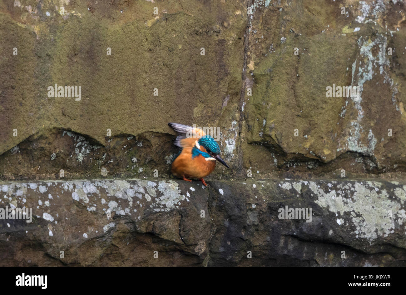 Kingfisher sitting on wall Stock Photo
