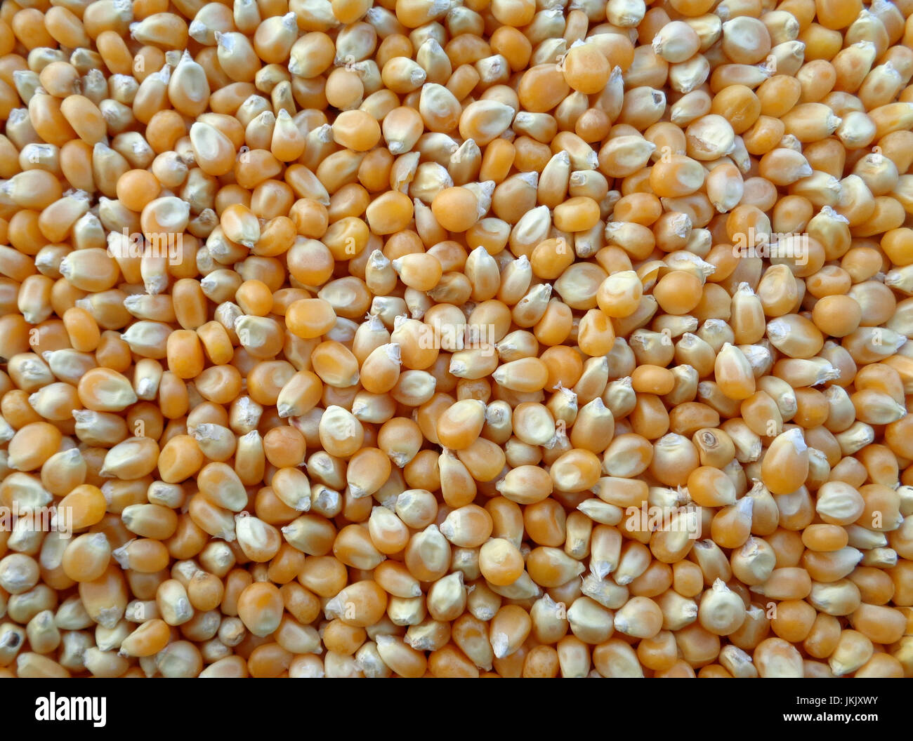 Dried corn kernels for popcorn, background, texture Stock Photo Alamy