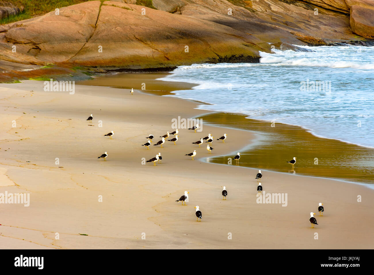 Gulls lodged at Devil beach, near the water on Ipanema, Rio de Janeiro Stock Photo