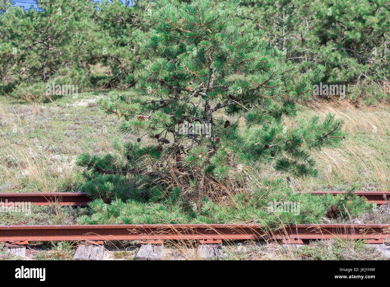pine tree growing in abandoned rail road tracks in Amagansett, ny Stock Photo