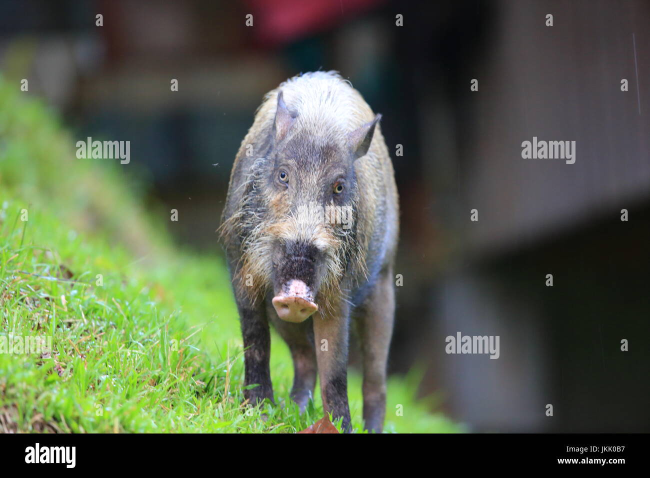 Bornean bearded pig (Sus barbatus) in Danum Valley, Sabah, Borneo, Malaysia  76 / 200 * Keywords: a Stock Photo