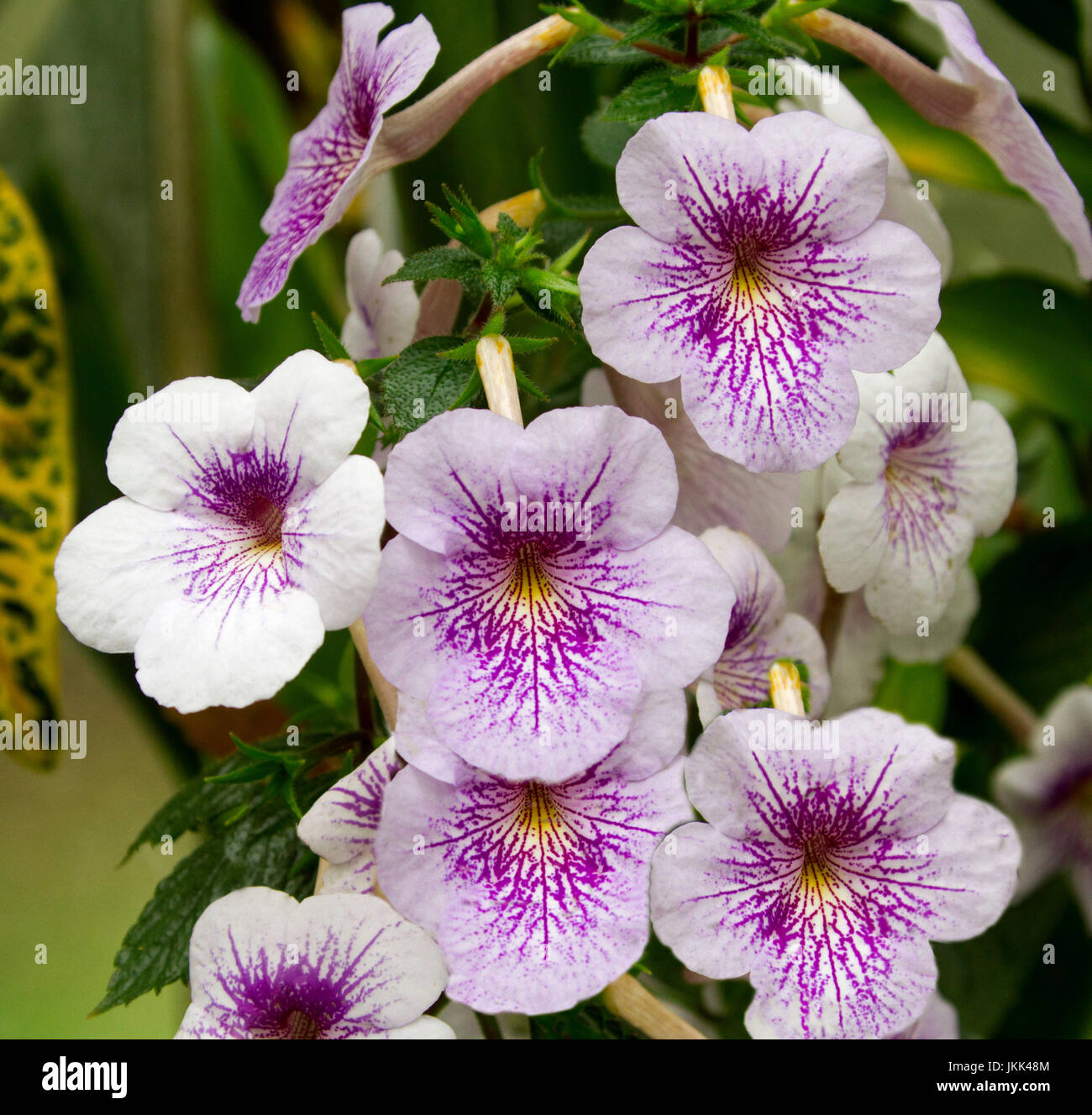 Purple and white flowers of Achimenes 'Ambroise Vershaffelt' Stock Photo