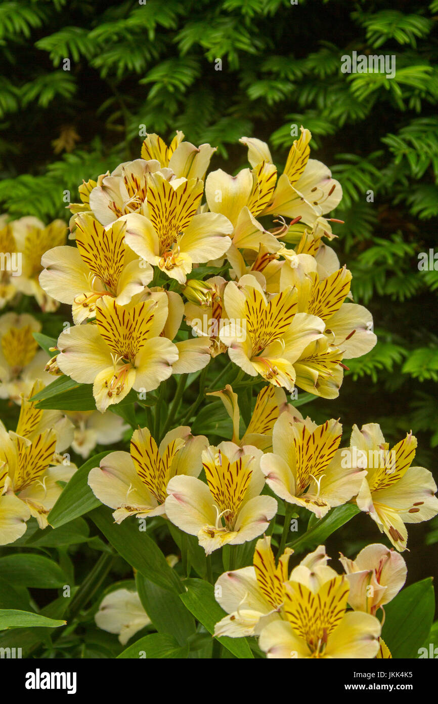 Cluster of stunning yellow Alstroemeria flowers and light green leaves - Peruvian / princess lily - against background of other green foliage Stock Photo