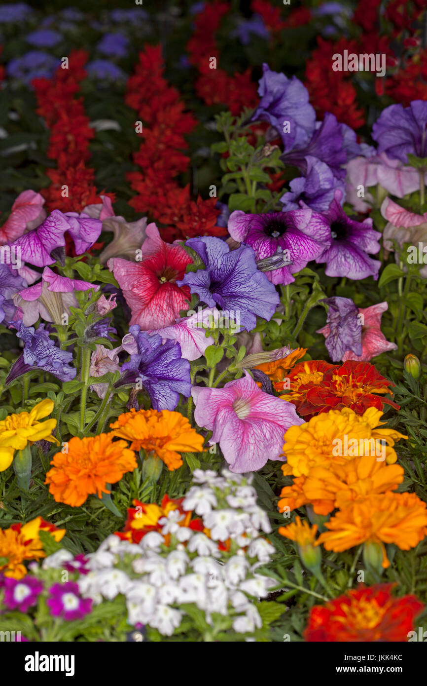 Mass Planting Of Colourful Annual Flowers Inc Pink And Purple Petunias Orange Marigolds And Red Salvias Stock Photo Alamy