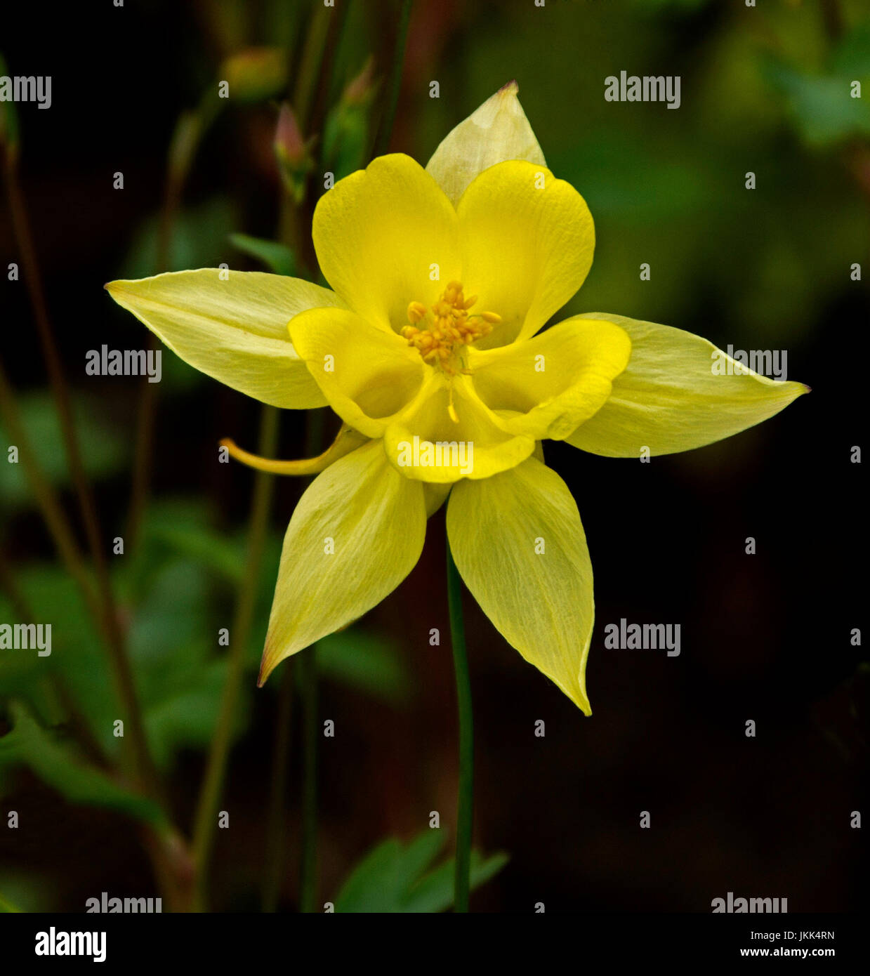 Bright yellow flower of Aquilegia - columbine, against dark green abckground Stock Photo