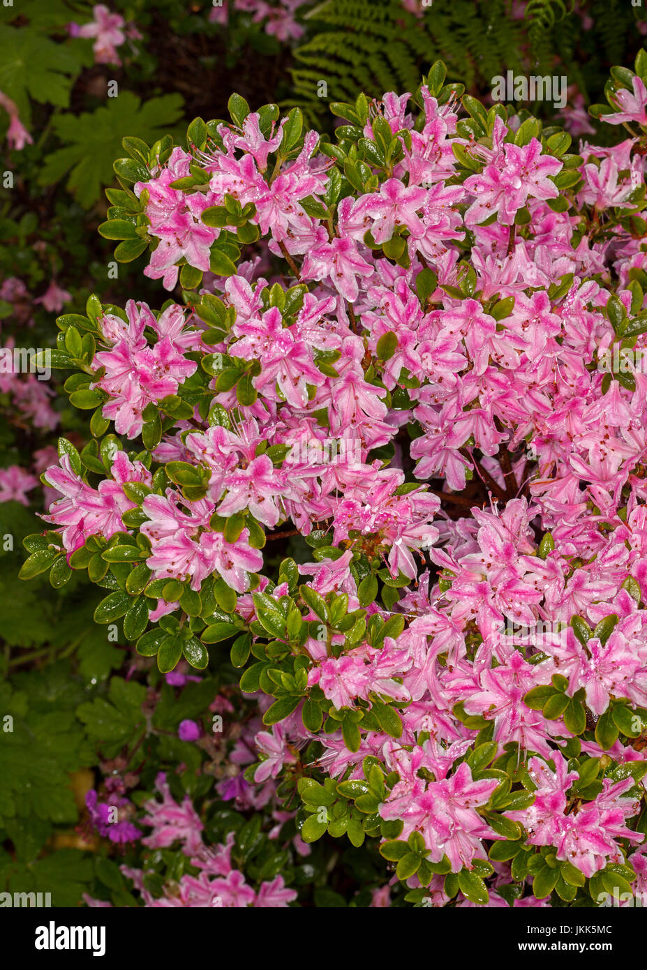 Mass of bright pink flowers of Azalea indica cultivar, with raindrops on petals and surrounded by green leaves Stock Photo