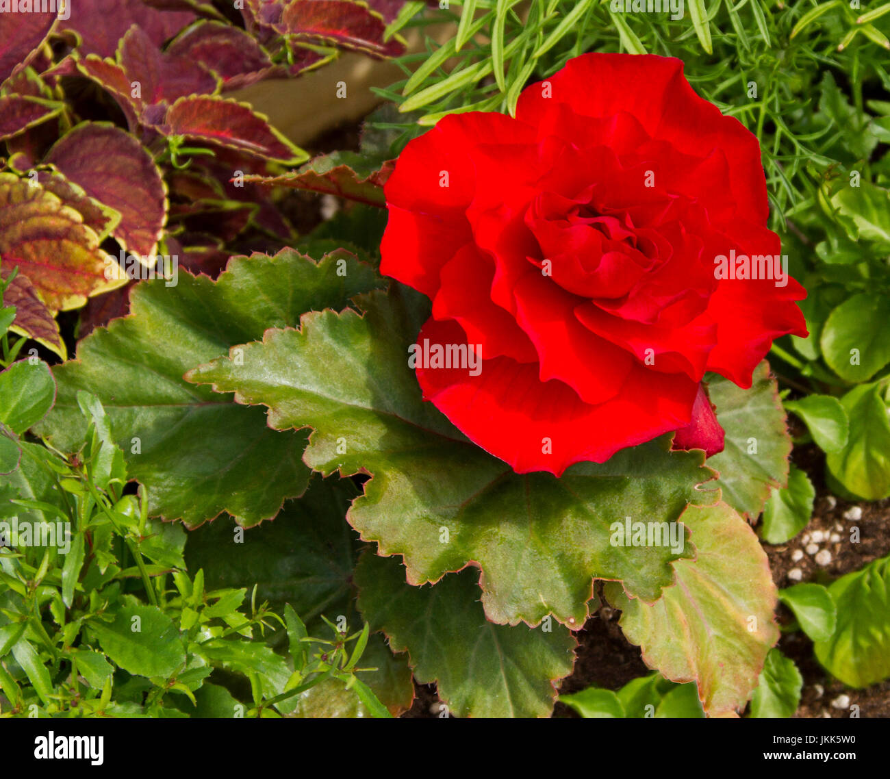 Vivid red flower and dark green leaves of tuberous begonia against background of other green foliage Stock Photo