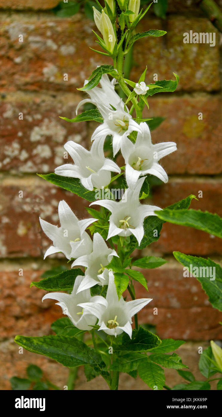 Tall stem of white flowers and emerald green leaves of Campanula latifolia cultivar, bellflower, against red brick wall Stock Photo