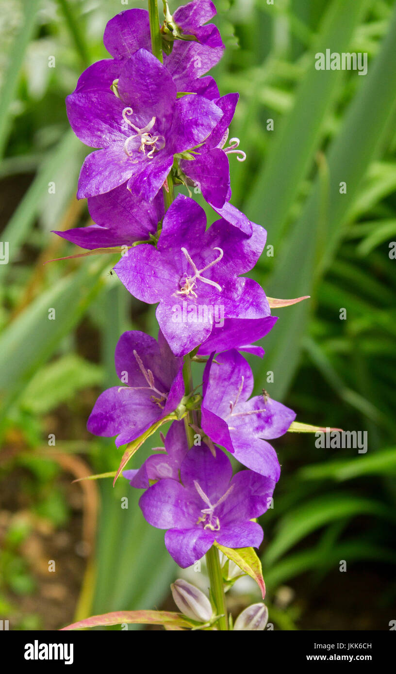 Tall stem of vivid purple flowers of Campanula persicifolia cultivar ...