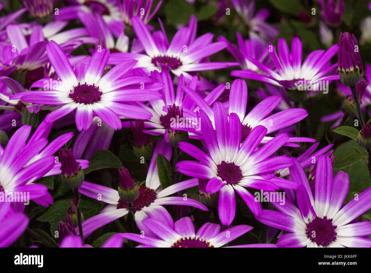 Cluster of vivid purple / magenta and white flowers of cineraria Stock Photo