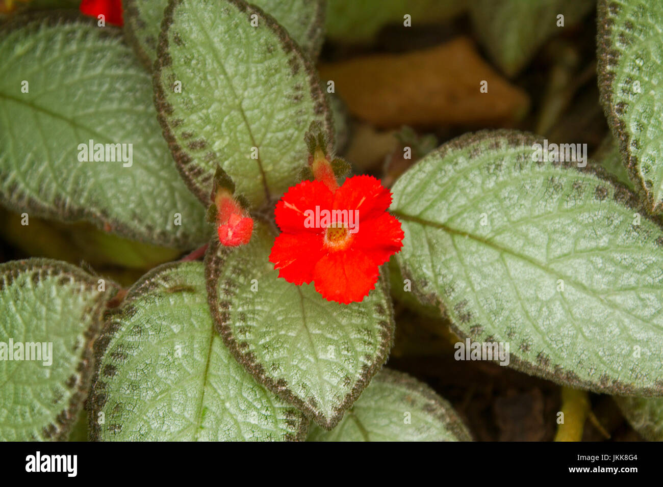 Vivid red flower of Episcia reptans, flame violet, among cluster of light green deeply veined leaves Stock Photo