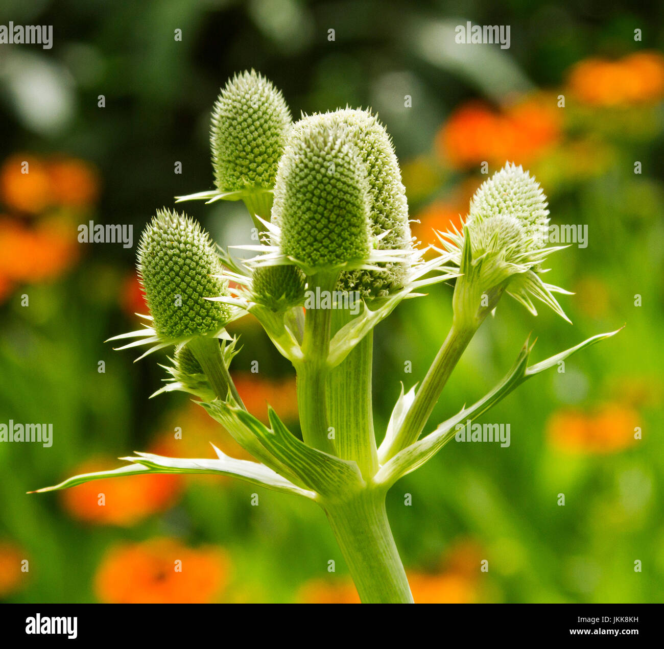 Cluster of cone-shaped green / grey flowers of Eryngium agavifolium, agave-leafed sea holly Stock Photo