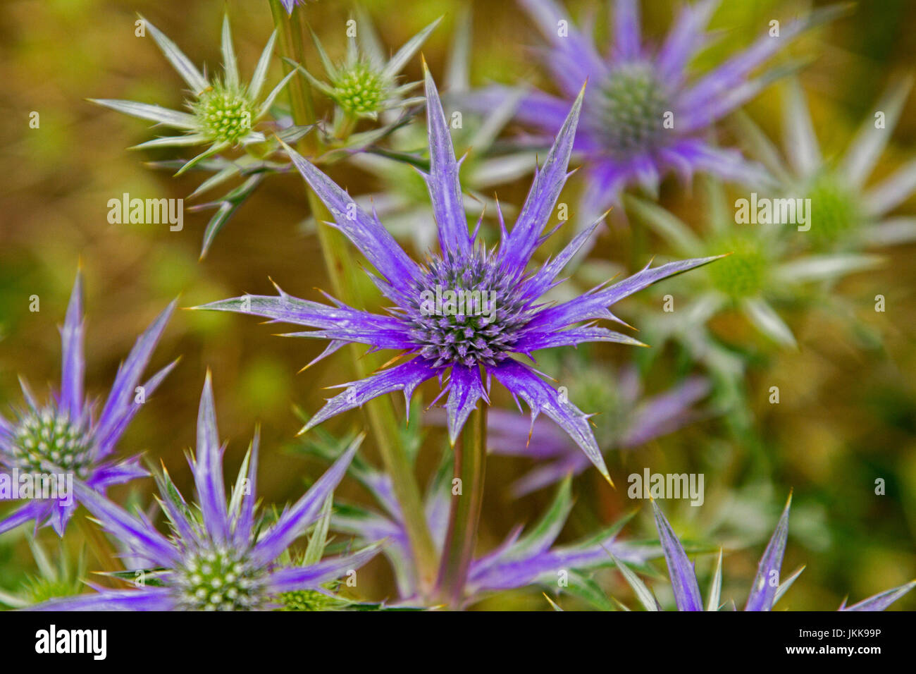 Cluster of purple cone shaped flowers of Eryngium planum cultivar