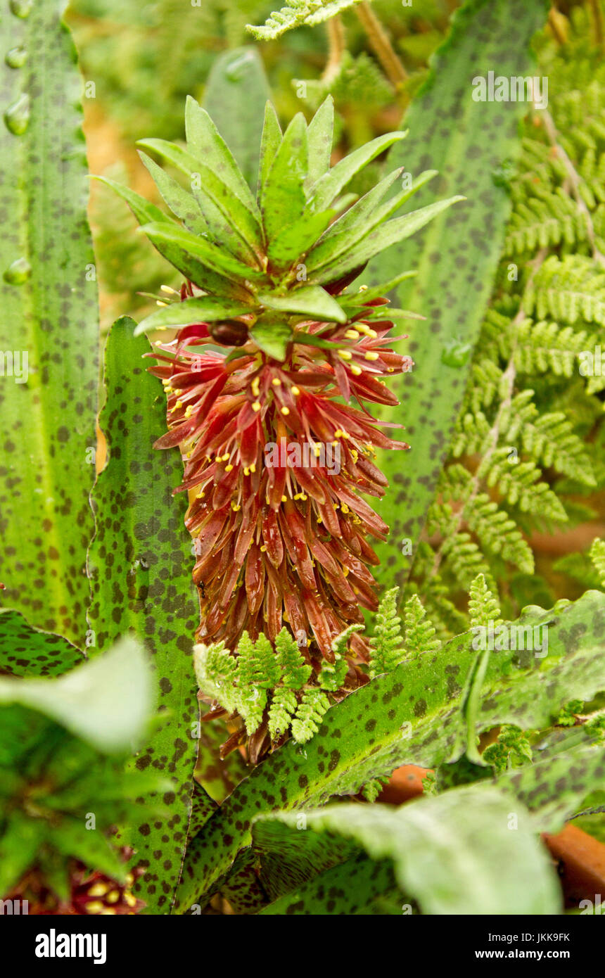 Unusual red flower and green leaves of Eucomis vandermerwei,  South African plant Stock Photo