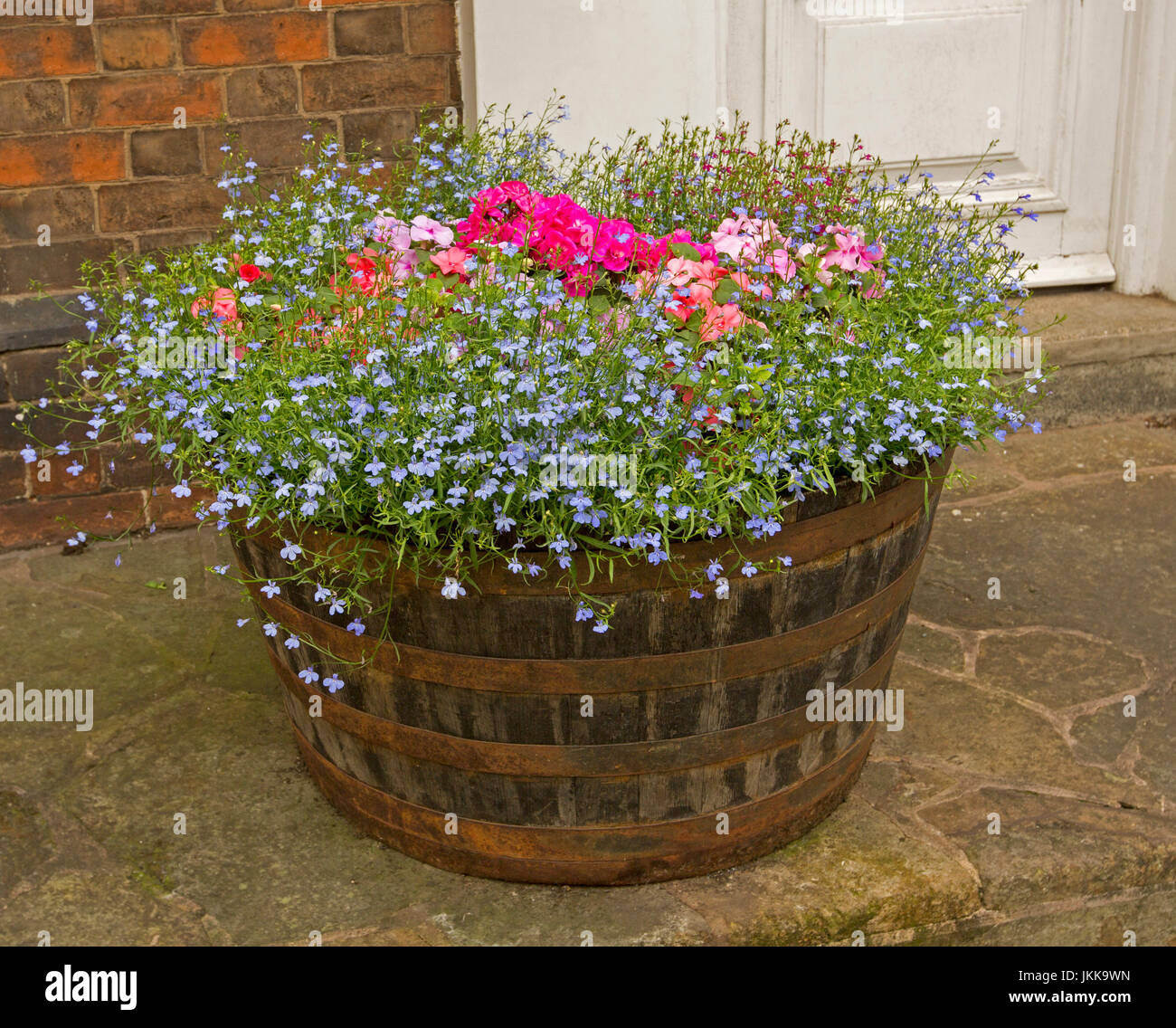 mass of flowering plants including pale blue lobelia and vivid pink JKK9WN