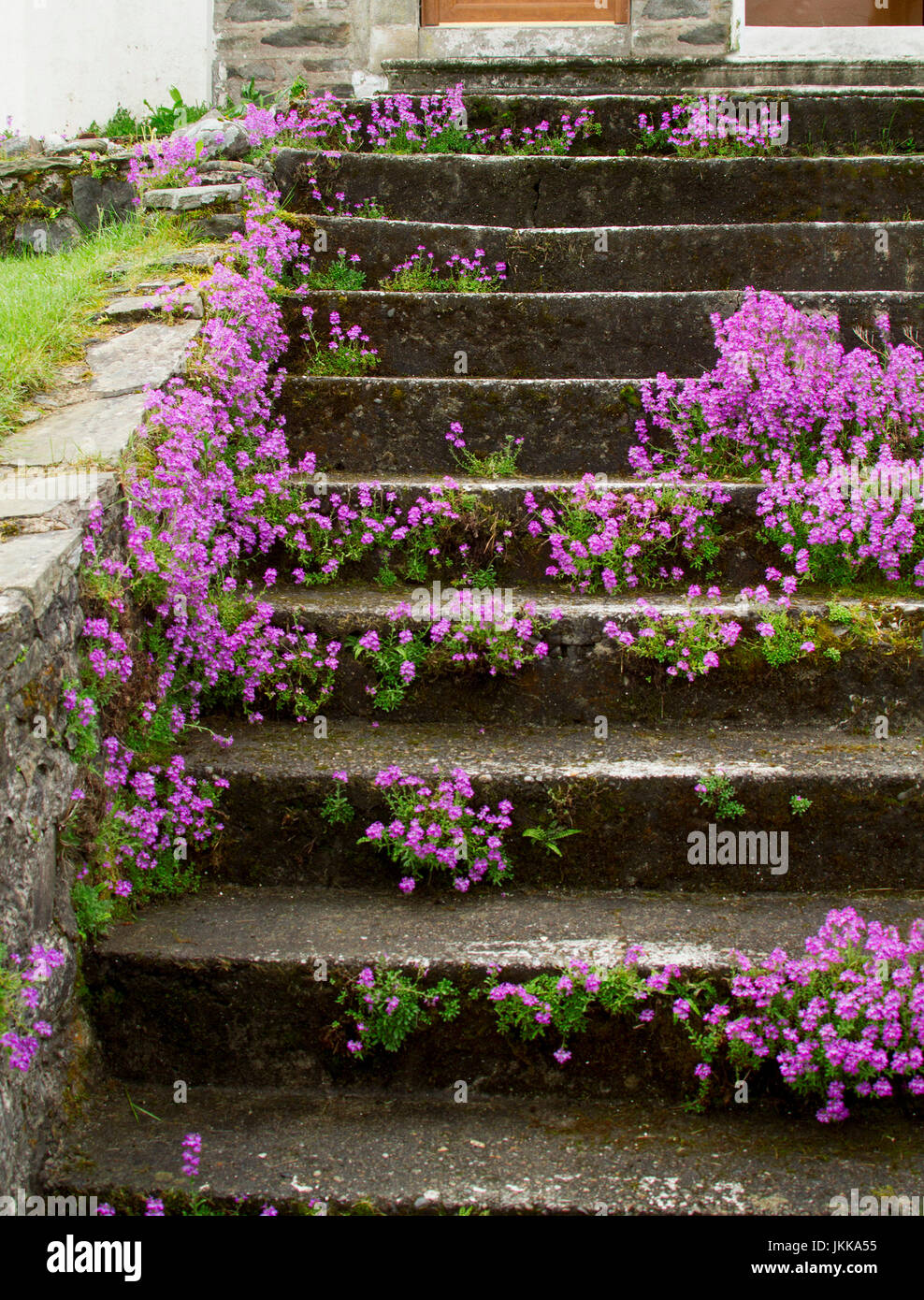 Pink flowers of low growing rockery plant growing on every tread of