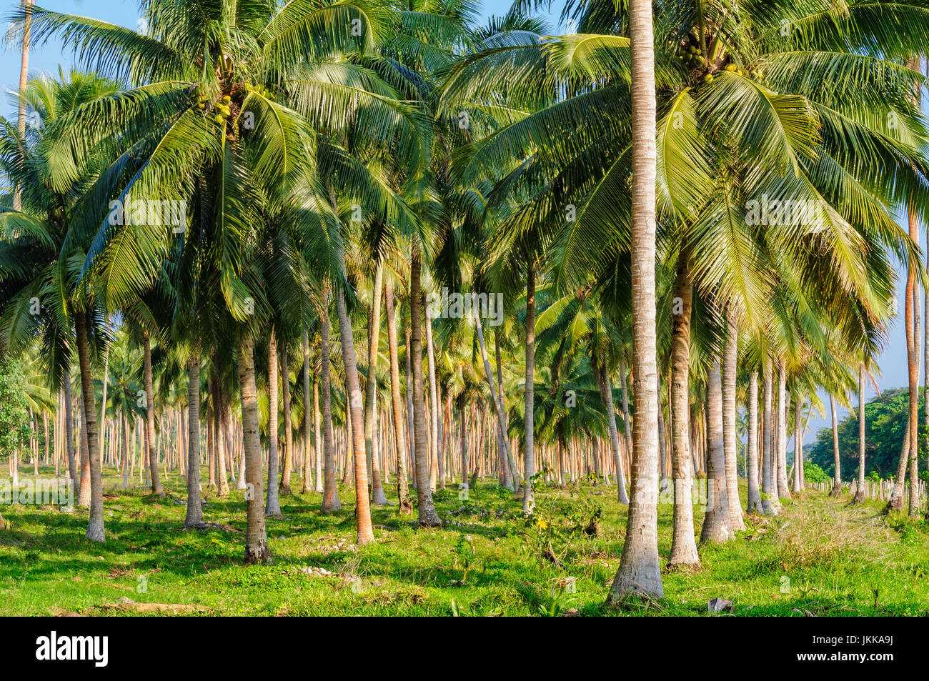 Coconut Palm Plantation
