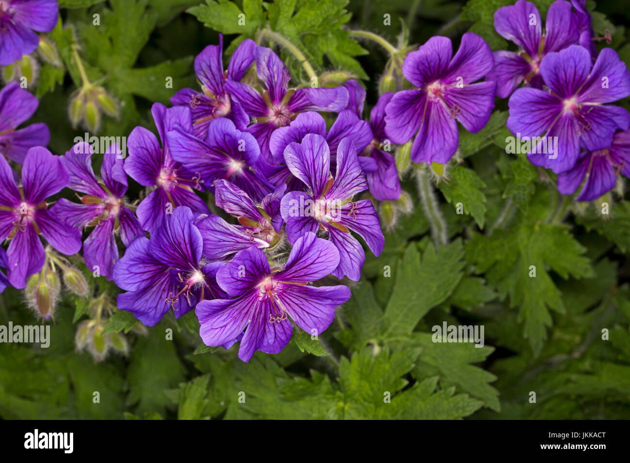 Mass of vivid purple flowers and green leaves of Geranium, Cranes bill, low growing rockery plant Stock Photo