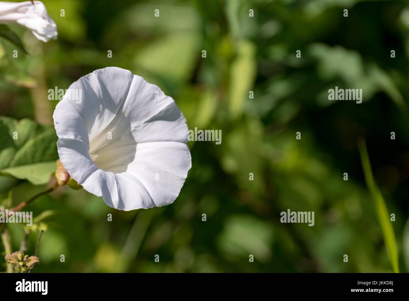 Hedge bindweed. flower white trumpet. Calystegia sepium Stock Photo