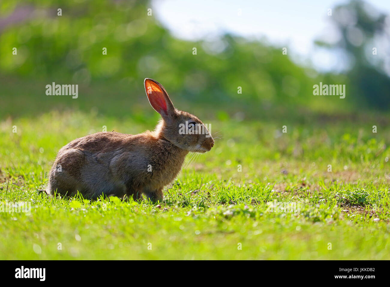 common european rabbit in profile view sitting in a meadow in the sun Stock Photo
