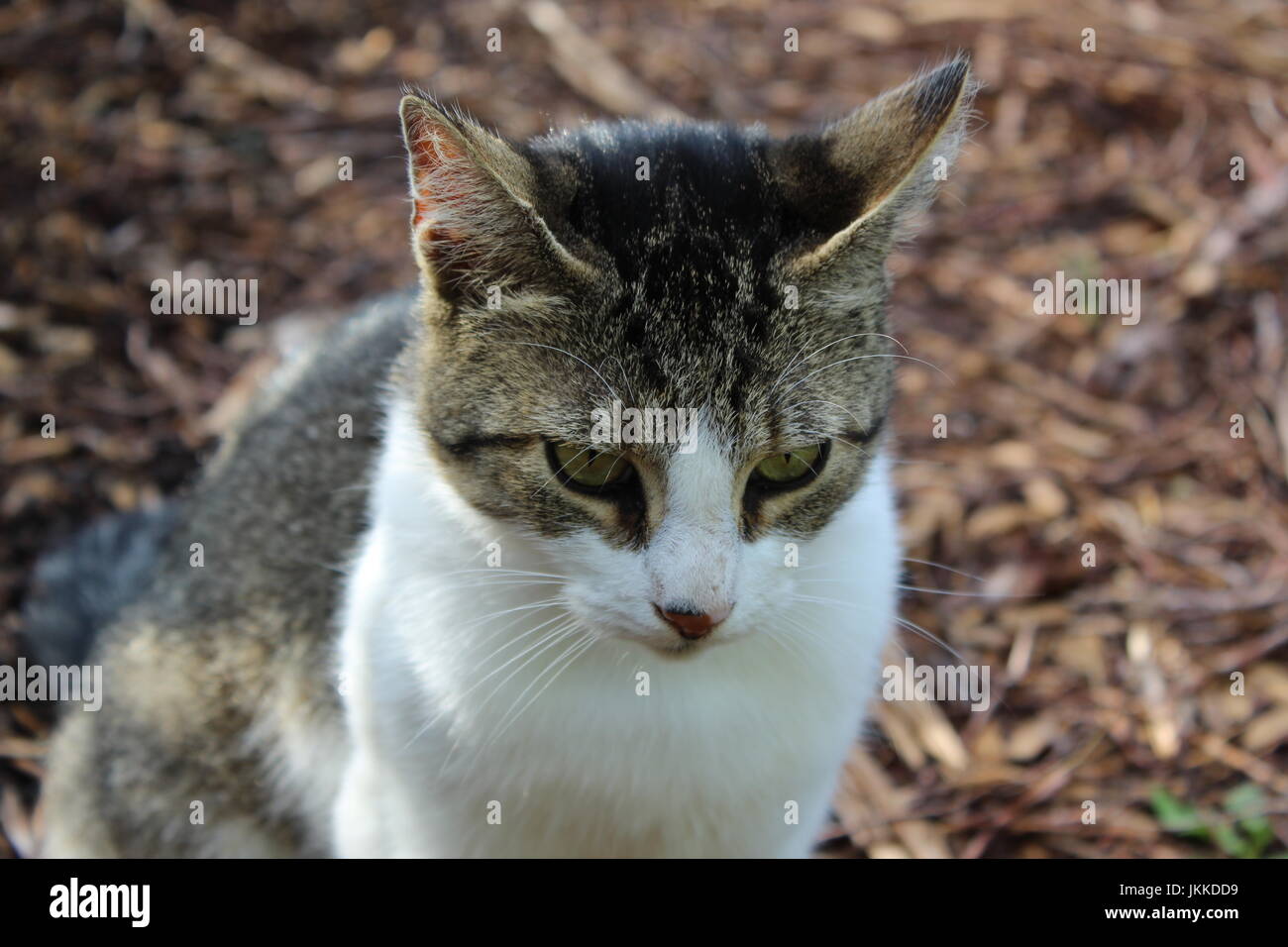 Cat against wood chip background Stock Photo Alamy