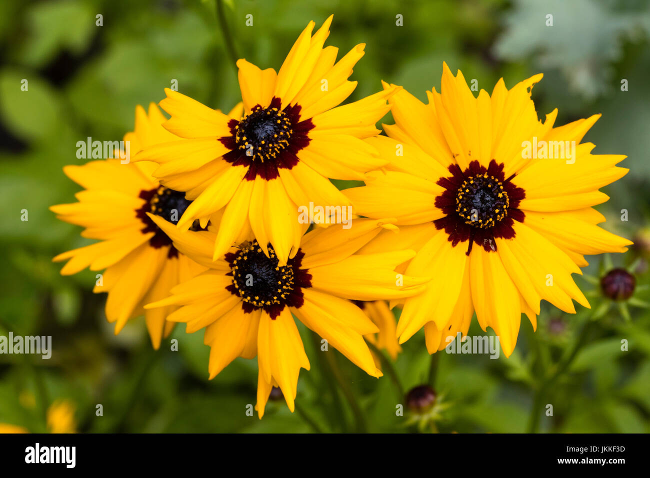 Golden yellow ray petals surround a dark centre in the annual flower, Coreopsis basalis, Golden Wave tickseed Stock Photo