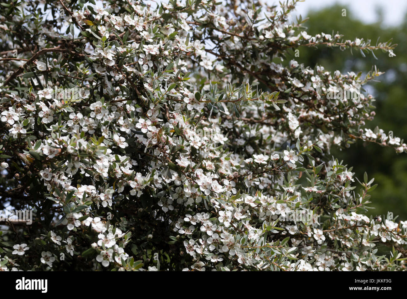 Small white flowers smother the branches of the Mountain tea tree, Leptospermum grandiflorum Stock Photo