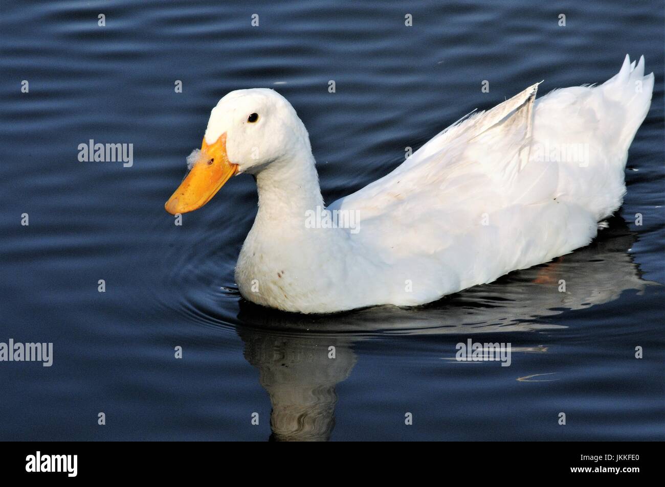 Pekin duck leisurely swimming on a tranquil pond Stock Photo Alamy