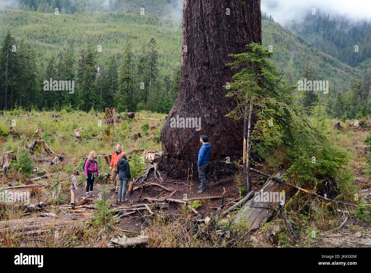 Canadian environmentalists standing at the base of 'Big Lonely Doug,' a giant Douglas fir in a clearcut, near Port Renfrew, British Columbia, Canada. Stock Photo