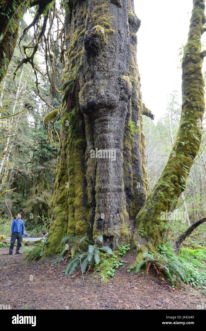 A Canadian environmentalist standing beneath the San Juan Spruce, a giant, old growth Sitka spruce tree near Port Renfrew, British Columbia, Canada. Stock Photo