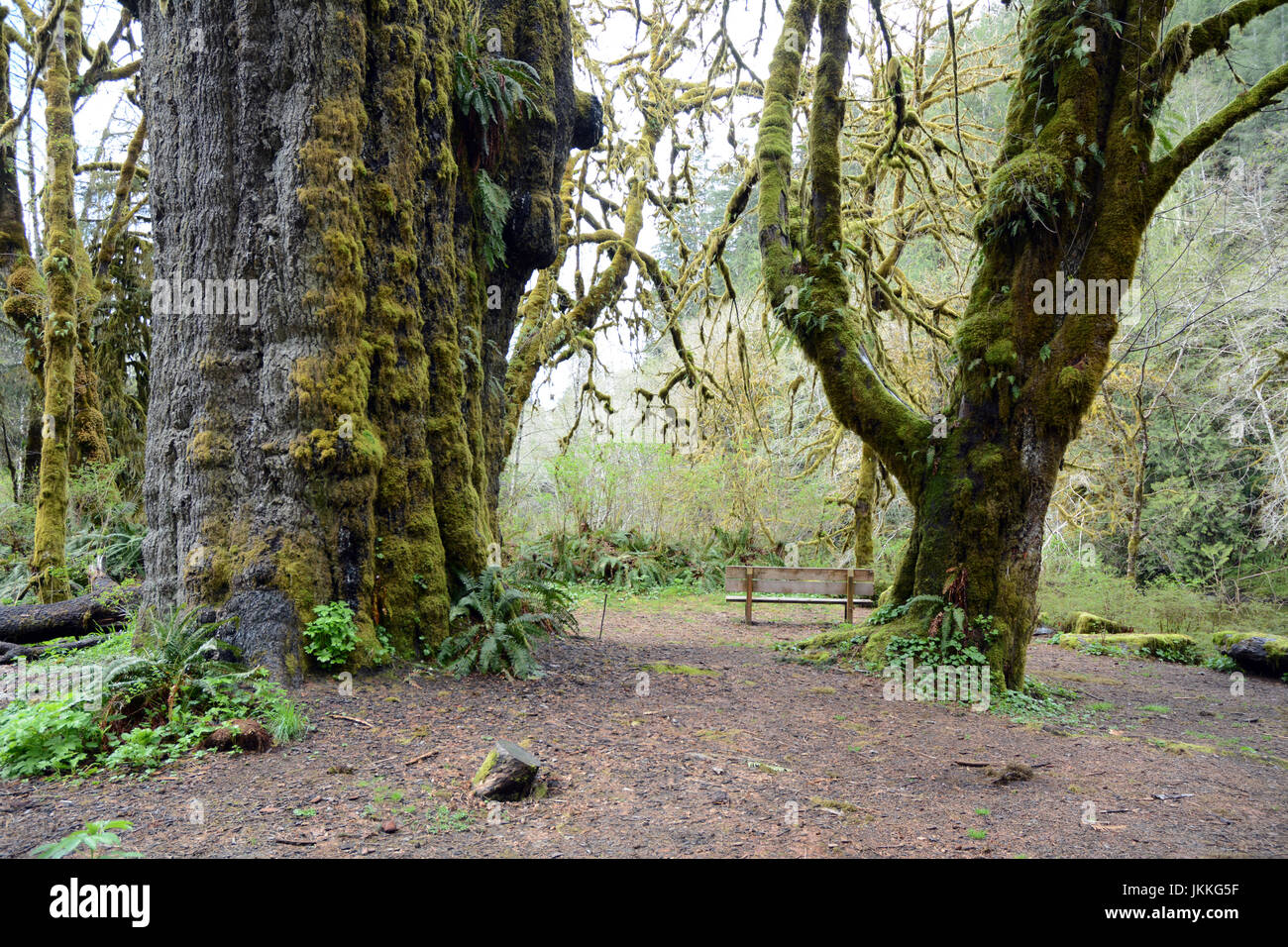 The San Juan Spruce (left), a giant, old growth Sitka spruce tree in the rainforest near Port Renfrew, British Columbia, Canada. Stock Photo