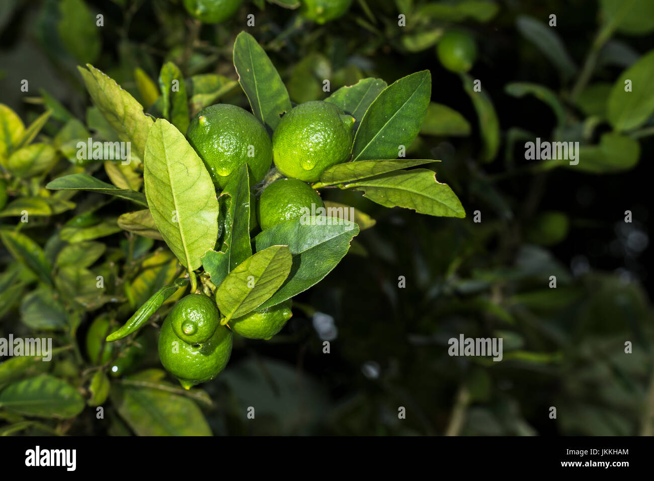 Multiple Fruits High Resolution Stock Photography And Images Alamy