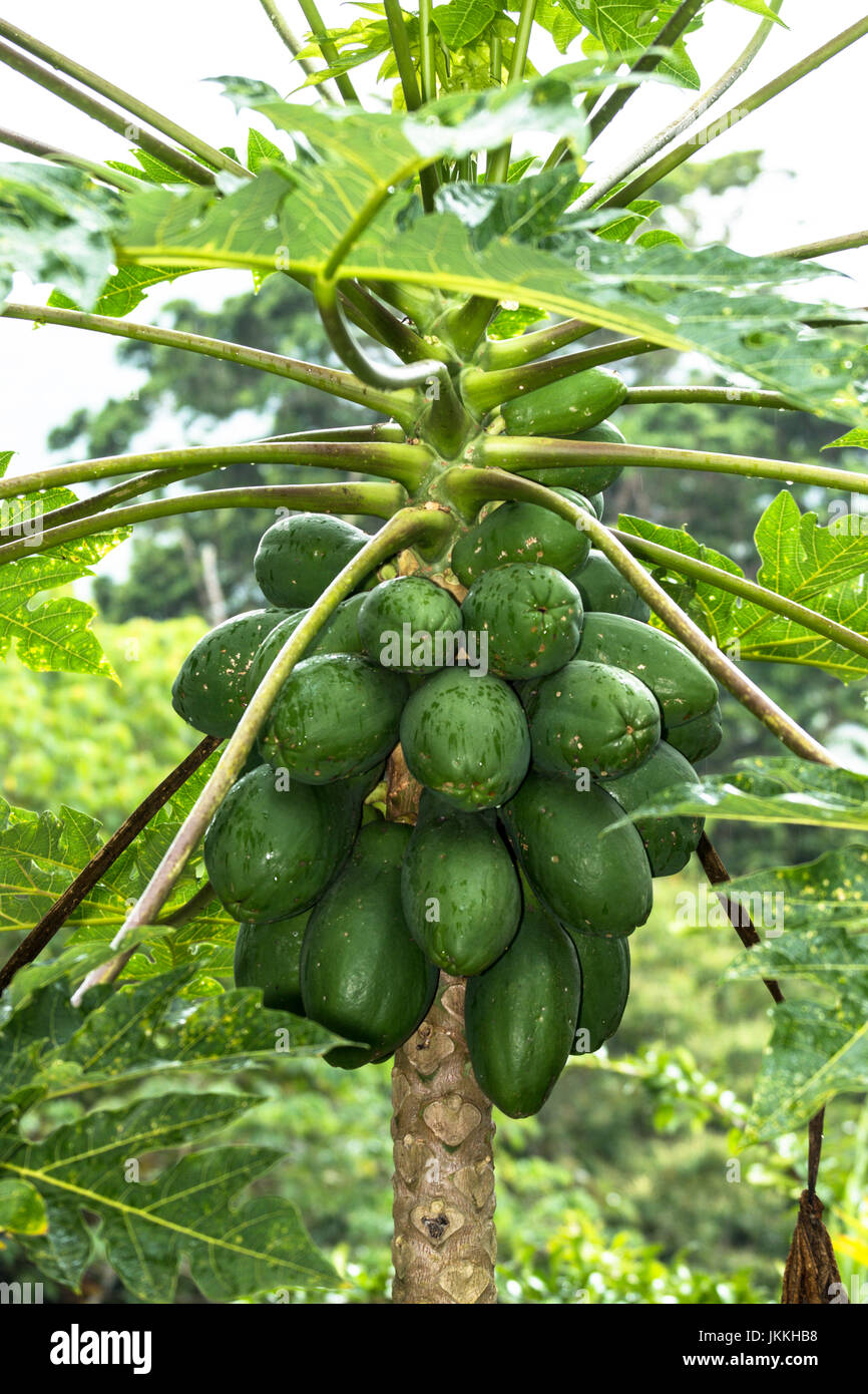 Tree with many green papaya fruits image taken in Panama Stock Photo